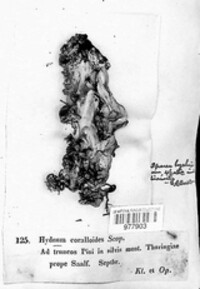 Hericium coralloides image